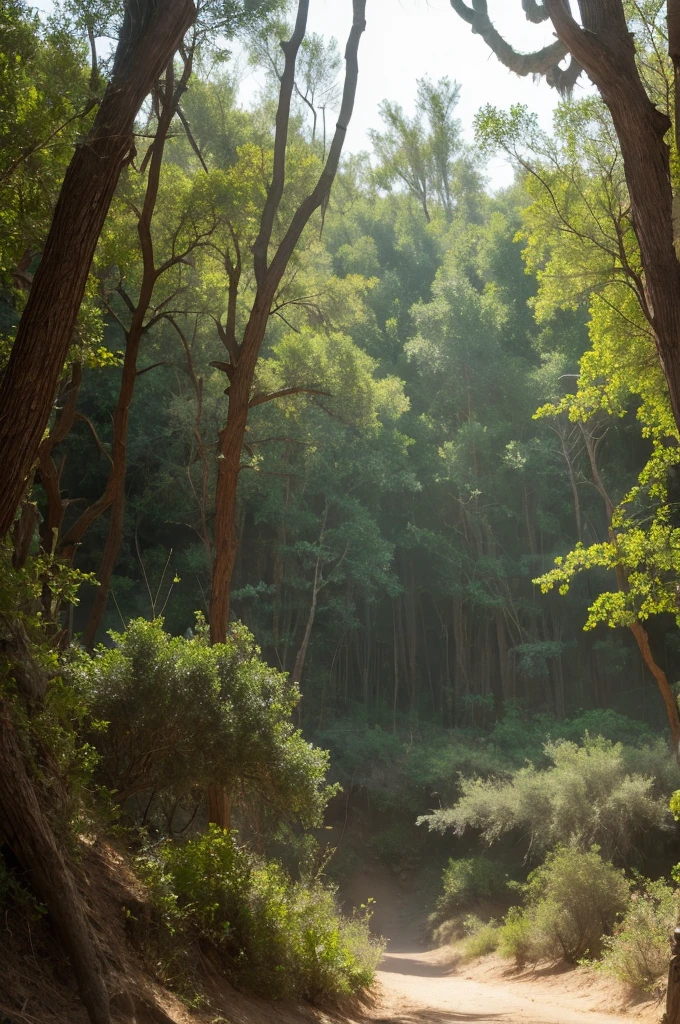 The forest where the desert witch lives