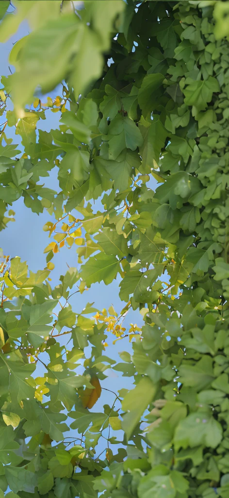 There are many blueberries hanging on a tree,Background with a little light