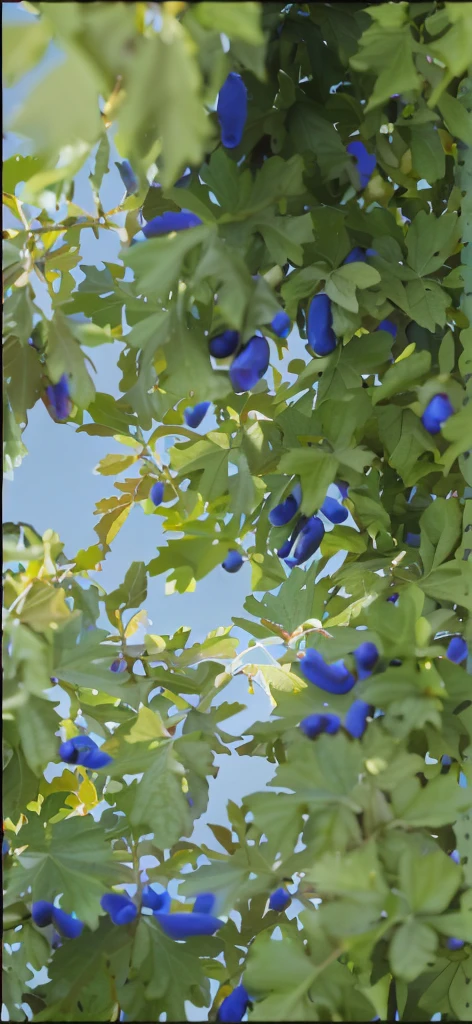 A blueberry tree with many blueberries hanging,A little bit of blue sky leaks out from behind,A ray of light shines through