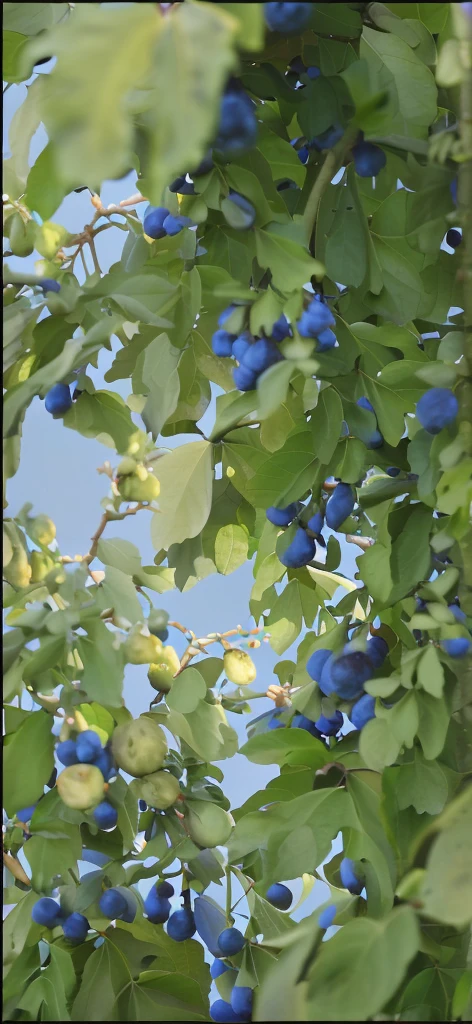 The overall tone is fresh，There is a beam of warm light coming through from behind.，The tree is full of blue fruits