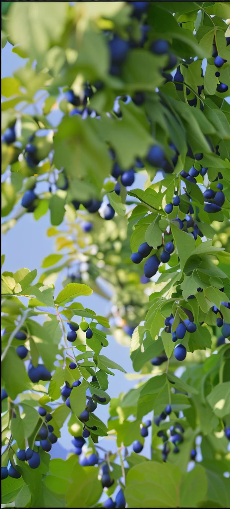 A tree with many blue oval fruits hanging on it，The blue sky behind is illuminated by a beam of warm light，Exquisite photography