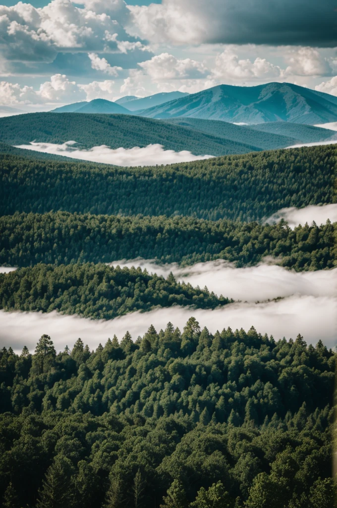 Cloudy landscape of a forest at midday