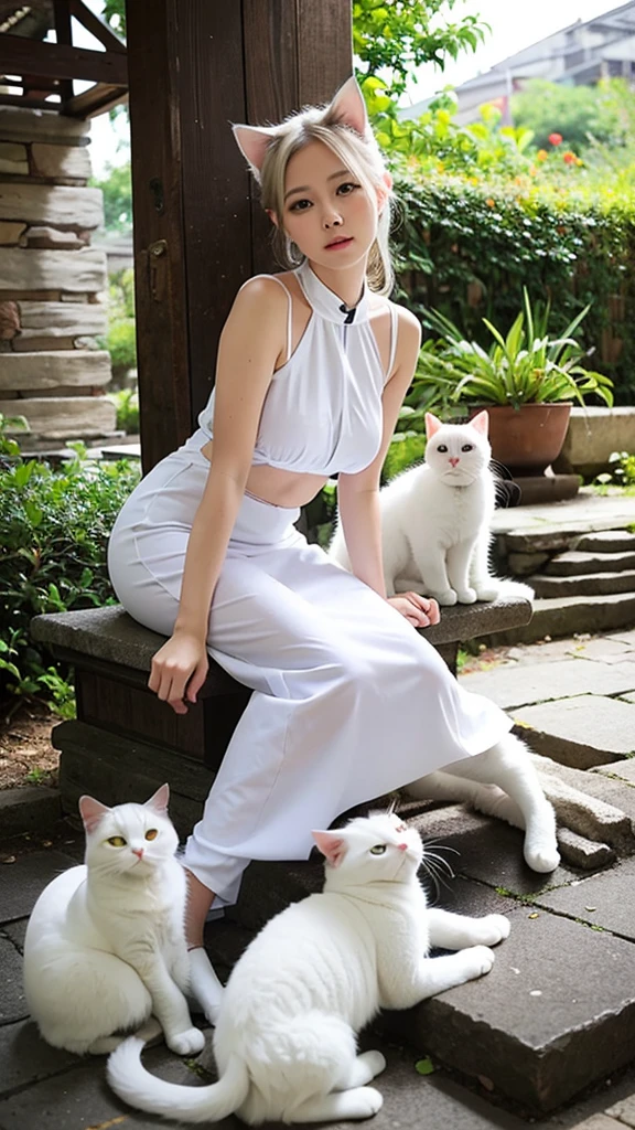 white cat anggora