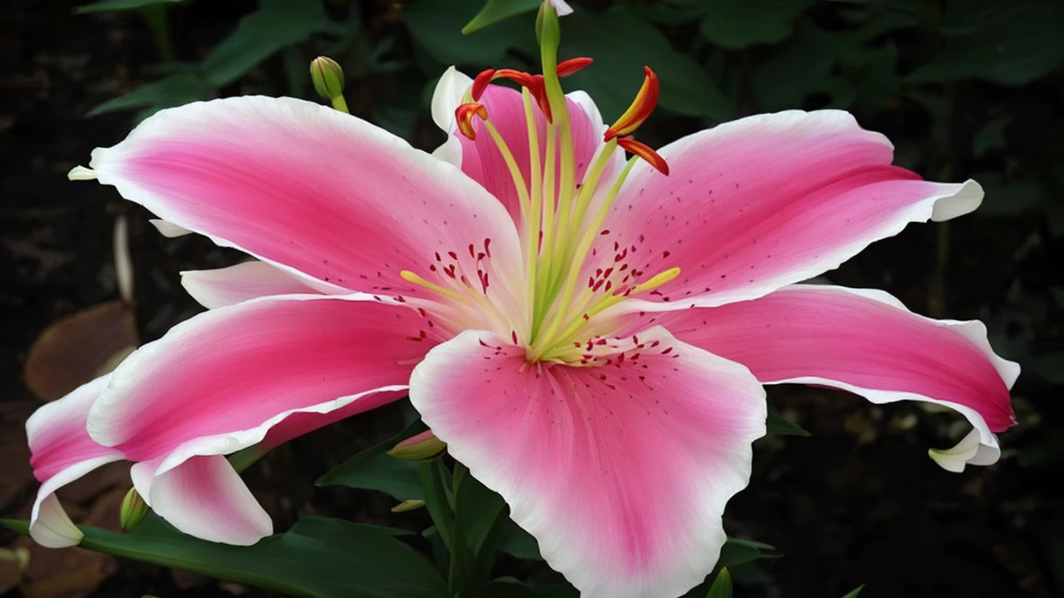 un primer plano de una Pink flower y blanca con un tallo verde, lily, lily flower, rubrum Lilies, lily flowers, Lilies, lilys, large exotic flowers, big lilys, amazing in its beauty, Stargazer, lily petals, Beautiful image, very ornamental, impressive detail, highly ornamental, extraordinary beauty, exotic, Pink flower, lily frank, mixed with a dahlia flower and butterflies pose on top of it, colorful butterflies, dahlia flowers, liz flowers, beautiful butterflies, beautiful lily flowers, dahlia flowers hermosas, realistic white background
