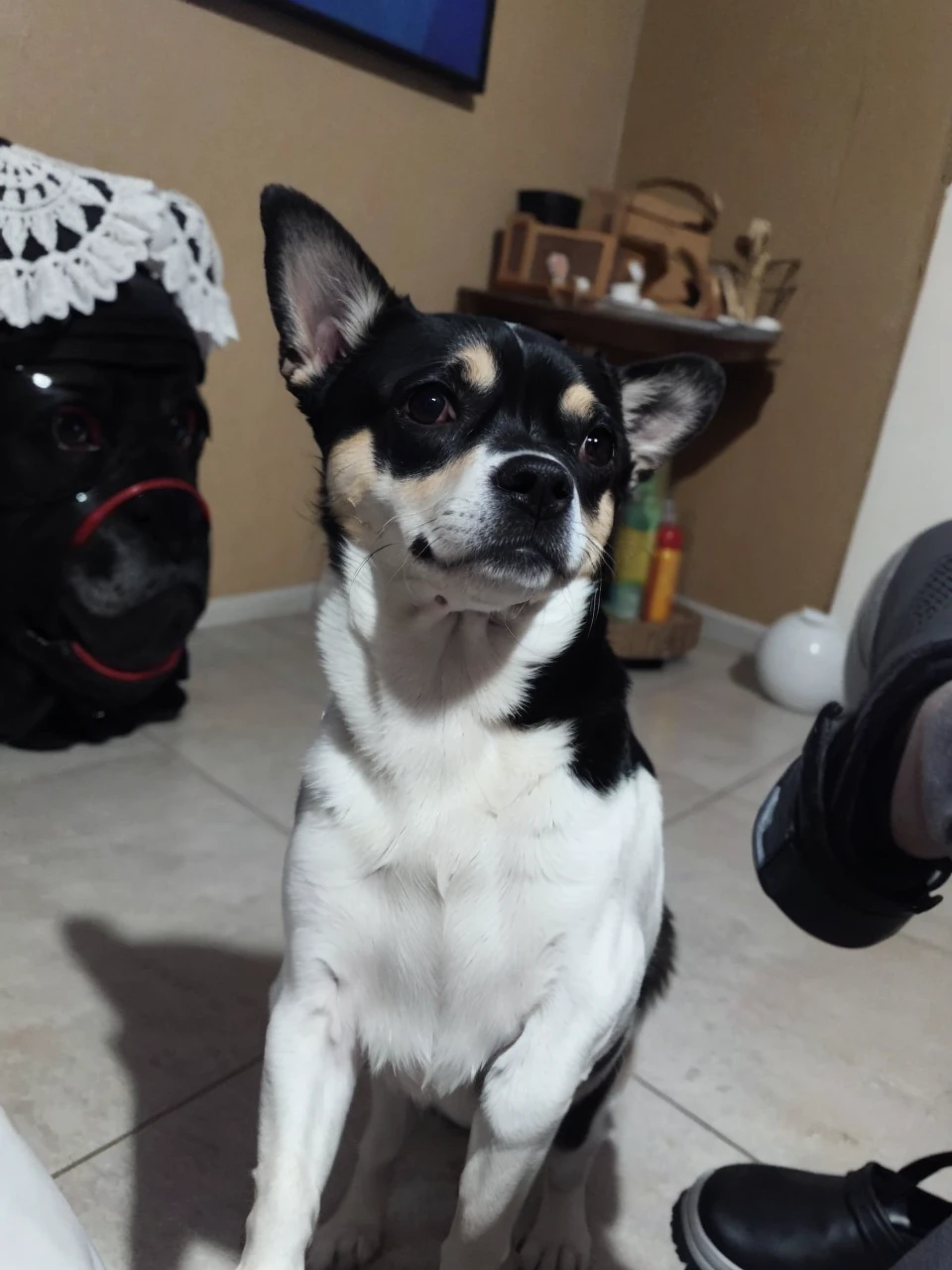 French cook dog 