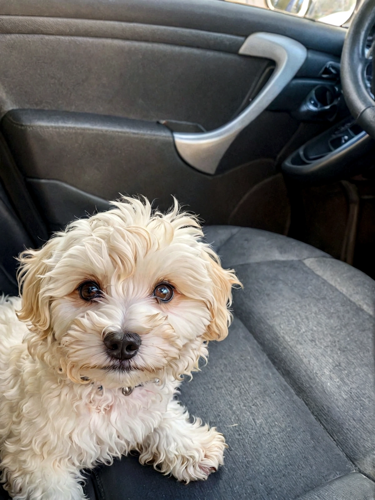 There is a small white dog sitting in the back seat of a car, havanese dog, little white dog at his side, puppy, oooh, bulli, unknown artist, front portrait, looking directly at the camera, in front of the camera, fluffy face, looking directly at the camera, bella, by José Pisani, sitting in her car, Beautiful face
