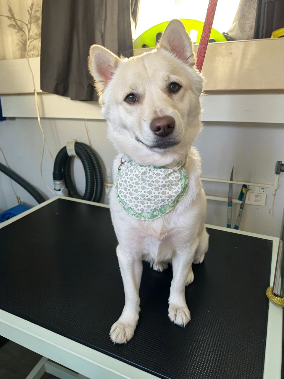 Keep the dog and the table he is standing on.
Try to keep the background but remove the unnessecery curtain, fan, hoses and other tools in the background