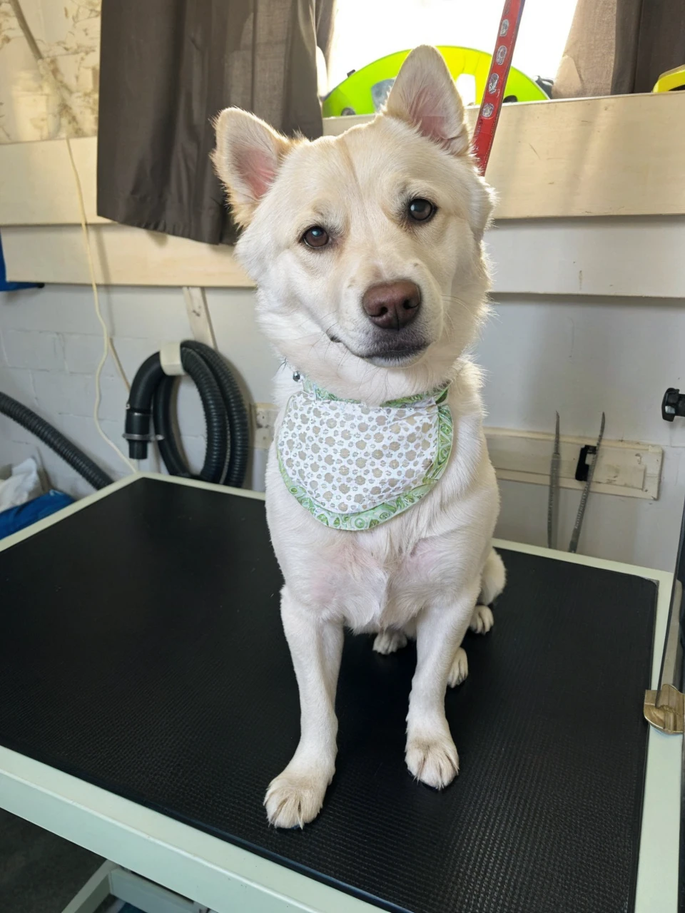 Keep the dog and the table he is standing on.
Try to keep the background but remove the unnessecery curtain, fan, hoses and other tools in the background