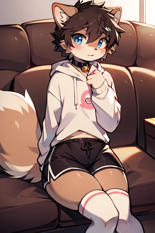 Art anime Cartoon digital,furry masculino,Bblack hair,blue colored eyes,light brown fur color,cute face,dark brown hairy tail with white,sitting not sofa,big-ass,long pink socks,black short shorts,pink regatta shirt.