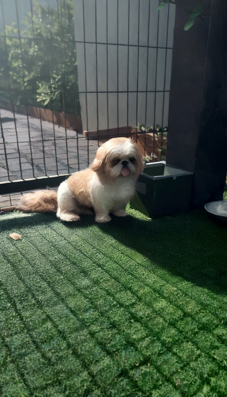 caramel shih tzu sitting in the backyard of the house sunbathing realistic