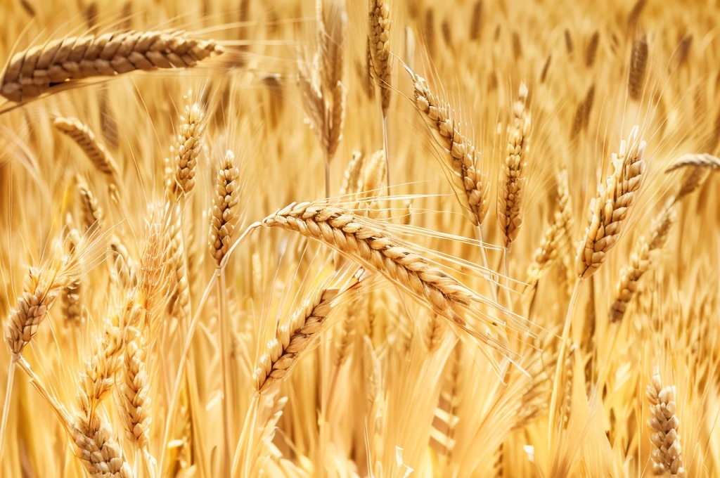 这是一片只有一根麦秆的Wheat Field的特写, Wheat Field, Wheat Fields, immense Wheat Fields, empty Wheat Field, High Grain, in a Wheat Field, Wheat Field behind the house, on the vast Wheat Fields, 穿过一片Wheat Field, malt, Strong grains, harvest, vast Wheat Fields, Heavy grain quality, straw