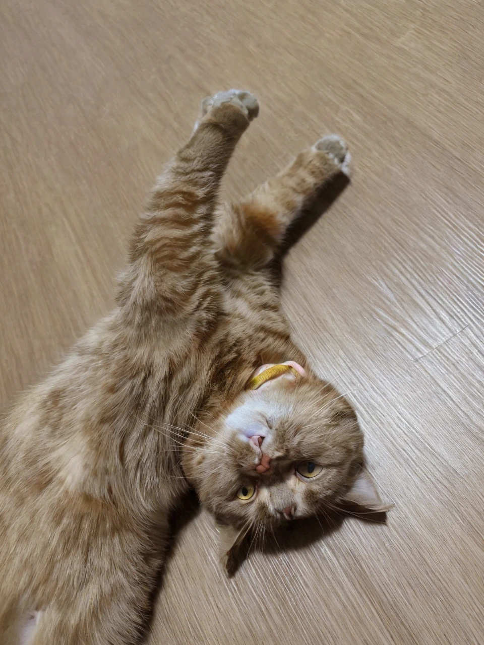 Put armor on the cat