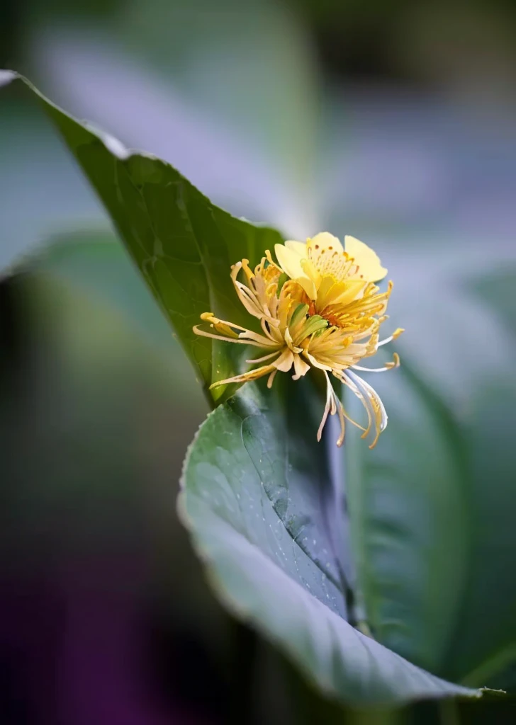 there is a yellow flower that is growing on a leaf, flower sepals forming helmet, depicting a flower, alien flower, Beautiful images, flowers growing out of its head, inside the flower, beautiful flower, stella alpina flower, Plant Photography, flower head, flower, Exotic plants, large flower head, surrounded flower, Plant photos, A beautiful, Devastated