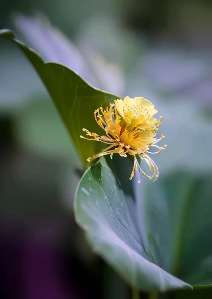 there is a yellow flower that is growing on a leaf, flower sepals forming helmet, depicting a flower, alien flower, Beautiful images, flowers growing out of its head, inside the flower, beautiful flower, stella alpina flower, Plant Photography, flower head, flower, Exotic plants, large flower head, surrounded flower, Plant photos, A beautiful, Devastated