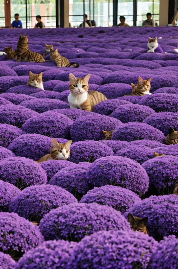 Cat purple invade thailand