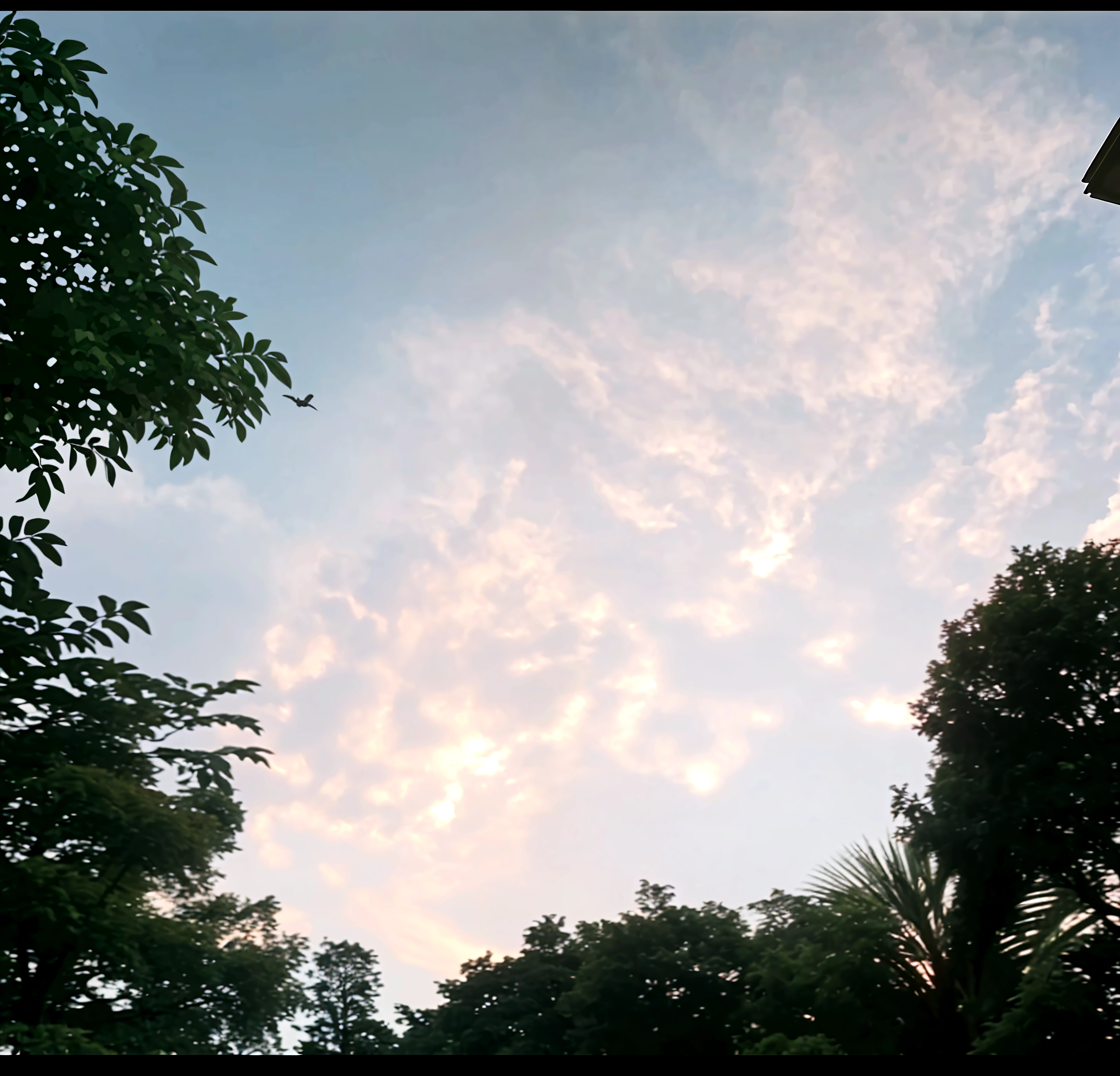 the sunset,There are several clouds and a few trees in the foreground, the sun up on the sky is strong, Sunset in the background, sun setting in the background, it is sunset, Sunset in background, The sun is setting, sunsettime, With sunset, in a sunset haze, sky is orangish outside, The most beautiful sunset, Cloudy sunset
