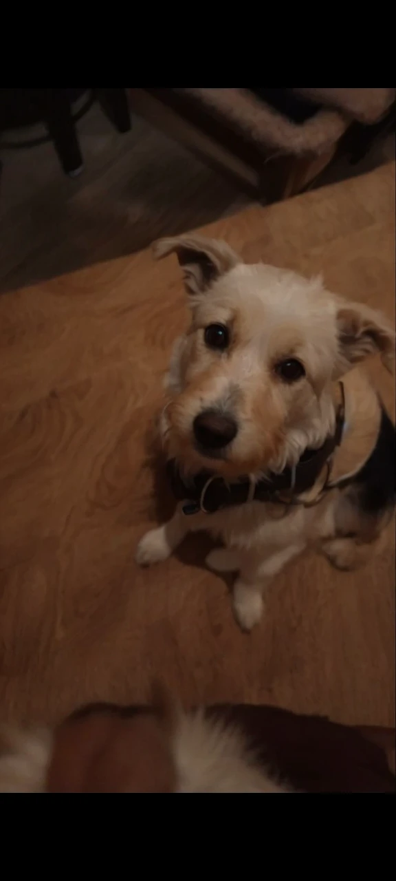 Happy dog
