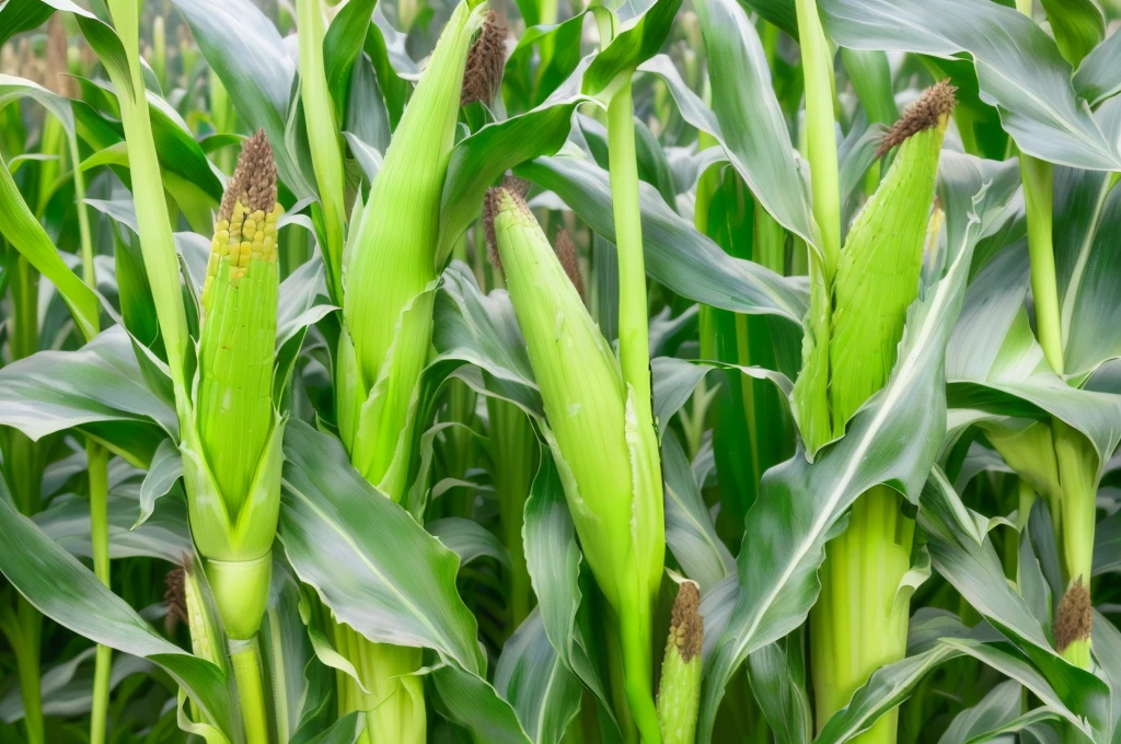 there are many stalks of corn growing in a field, tall corn in the foreground, corn, corn on a cob everywhere, Heavy grain quality, corn floating in ocean, Rows of lush crops, uncrop, texture, large leaves and stems, High Grain, Very high quality, High resolution details, shutter, "High quality product image", Close-up photos