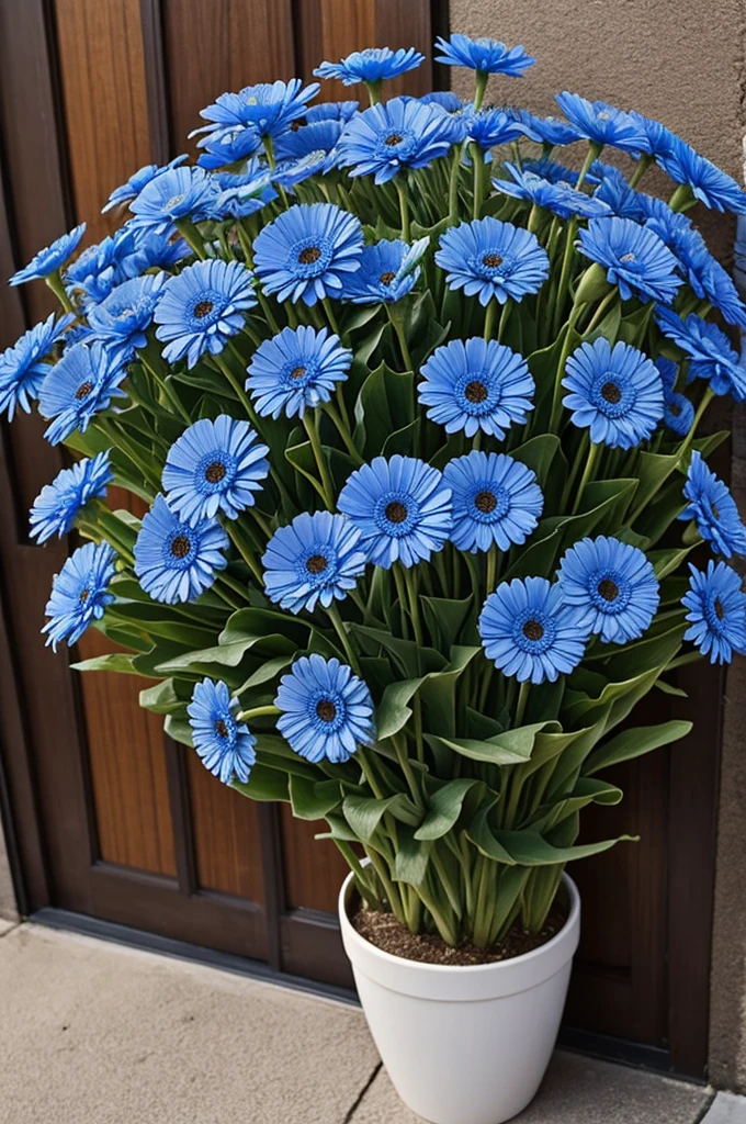 10 blue gerberas