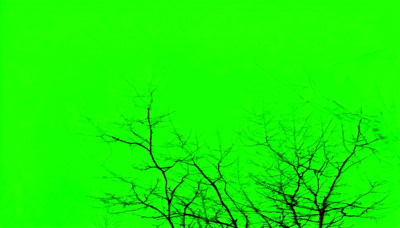 Green screen behind tree branches