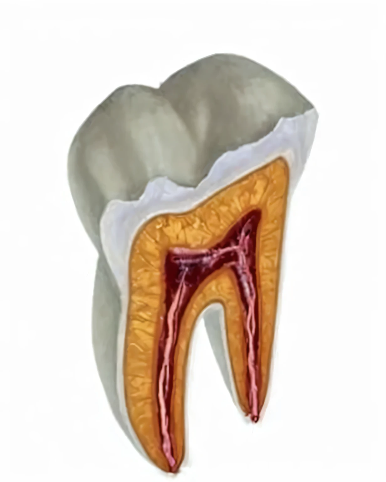 make this image in realistic shape, with blood coming out, and with a vein coming out of the apex 