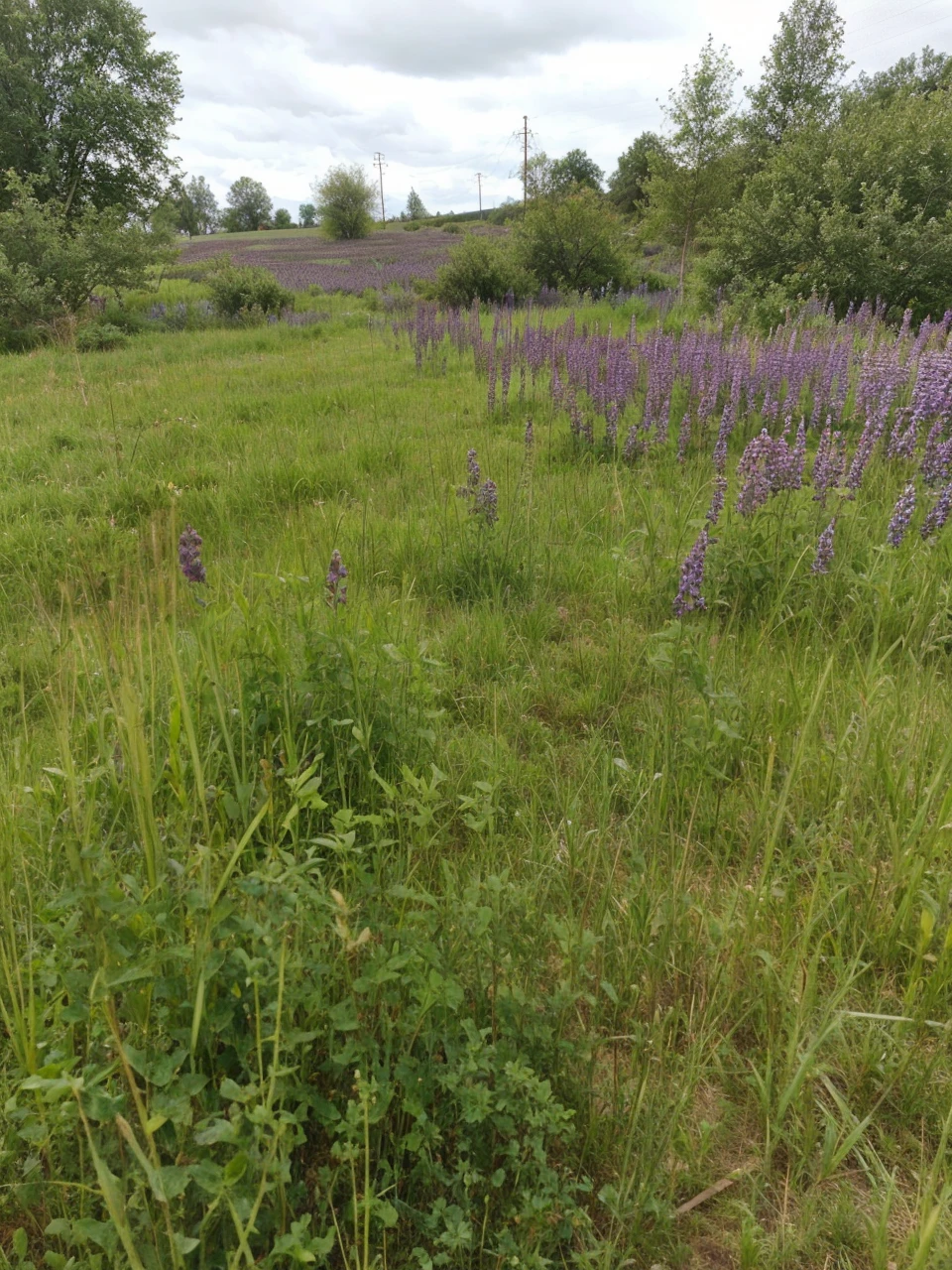 Field and mammoths