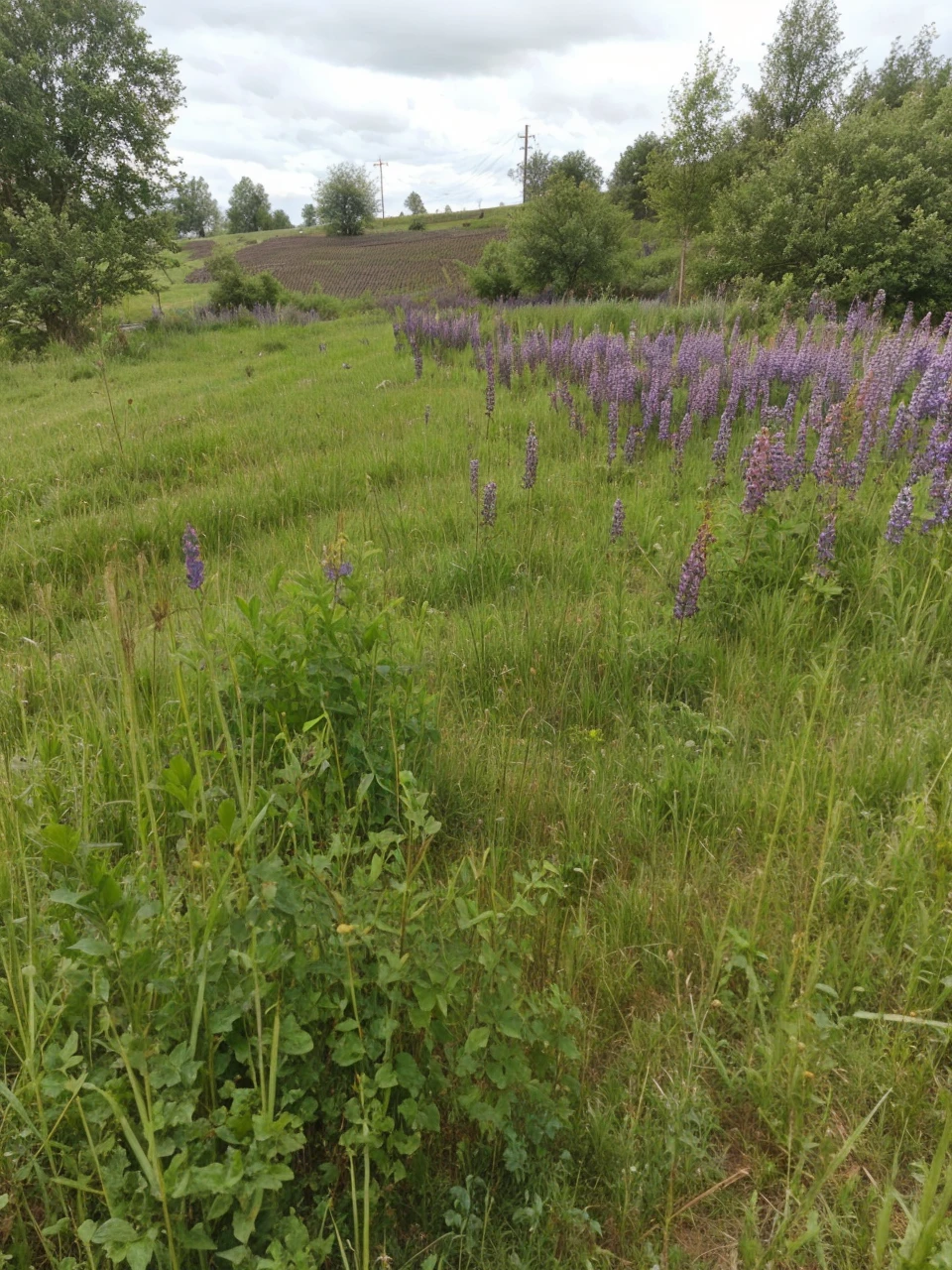 Field and mammoths