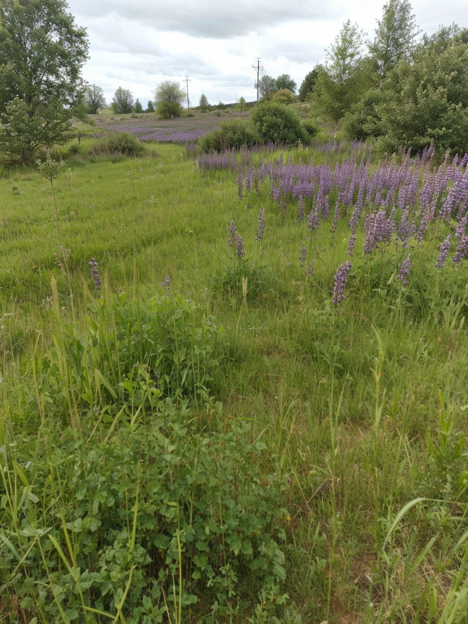 Field and mammoths