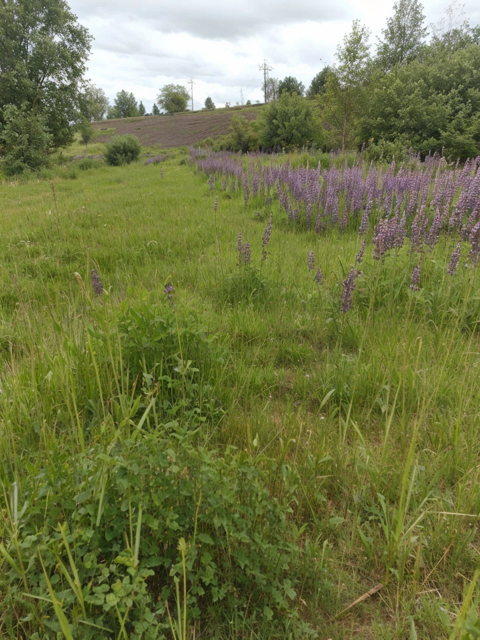 Field and mammoths