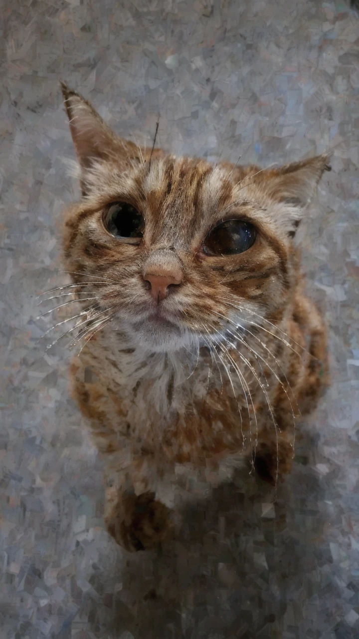 to8contrast style, a cute smoky kitten made out of metal, (cyborg:1.2), ([tail | detailed wire]:1.3), (intricate details), hdr, (intricate details, hyperdetailed:1.2), cinematic shot, vignette, centered, by Stray game, (the most beautiful portrait in the world:1.5)
