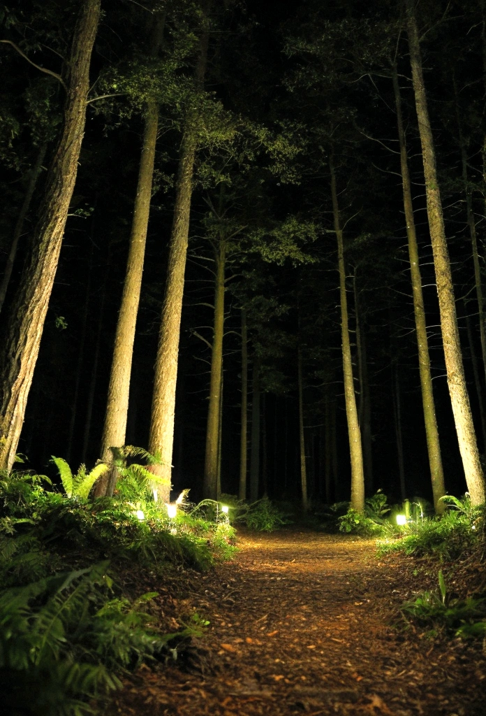 forest at night