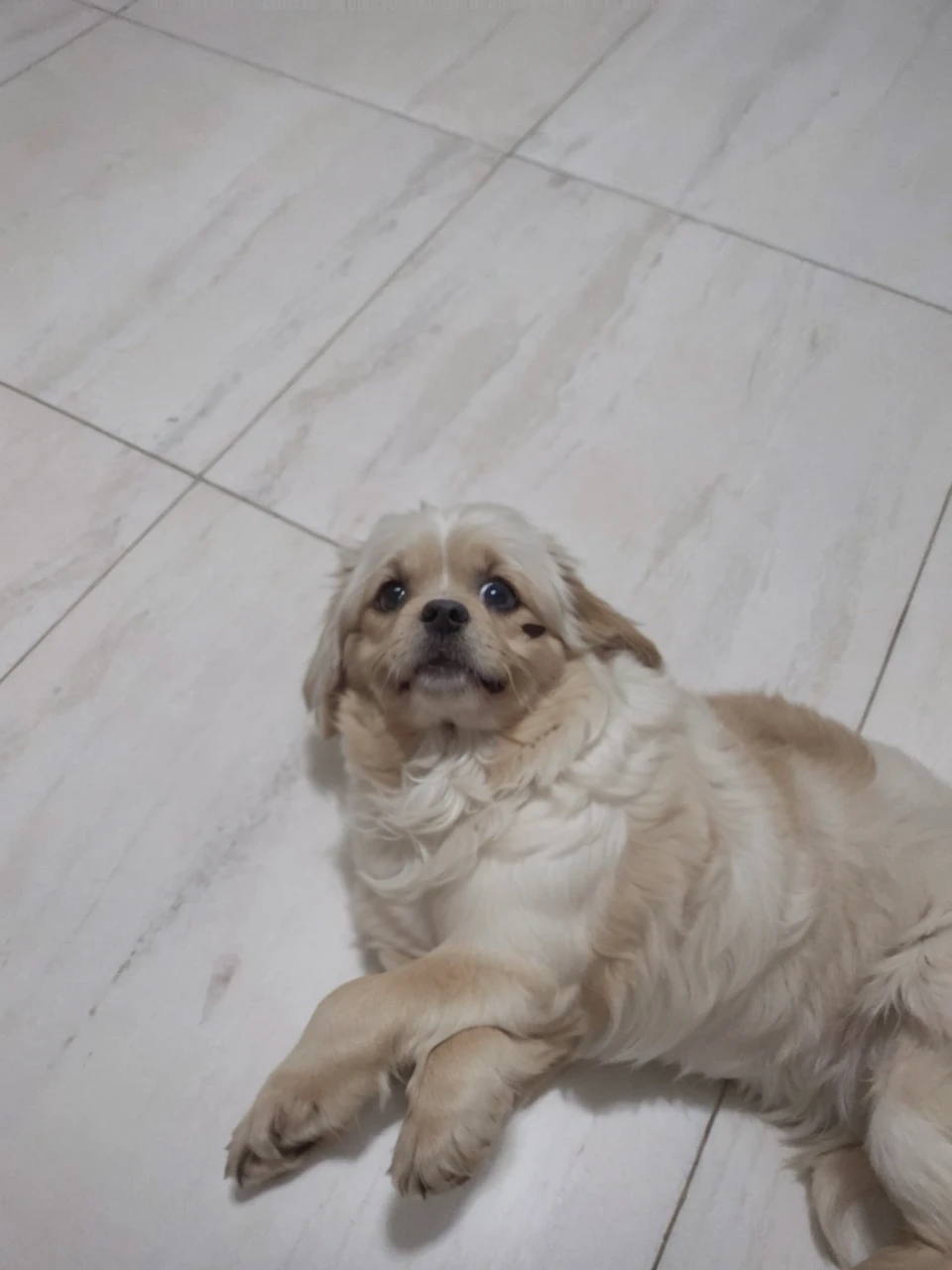 Leave the dog in the photo with a happy face