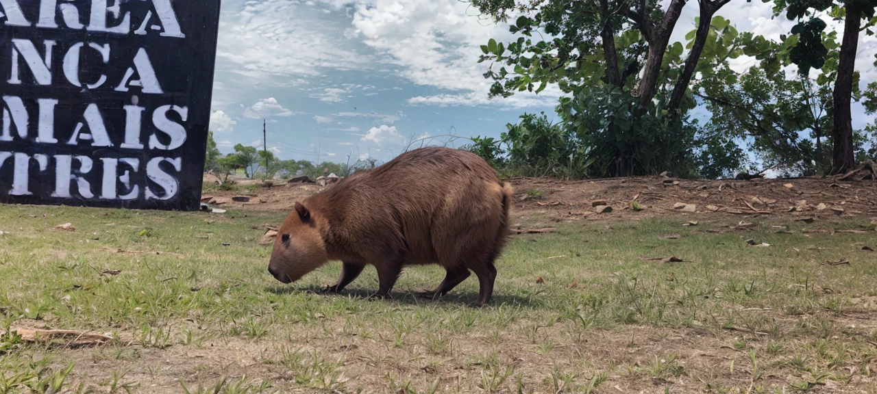 Put a hat and shoes on the capybara in the photo