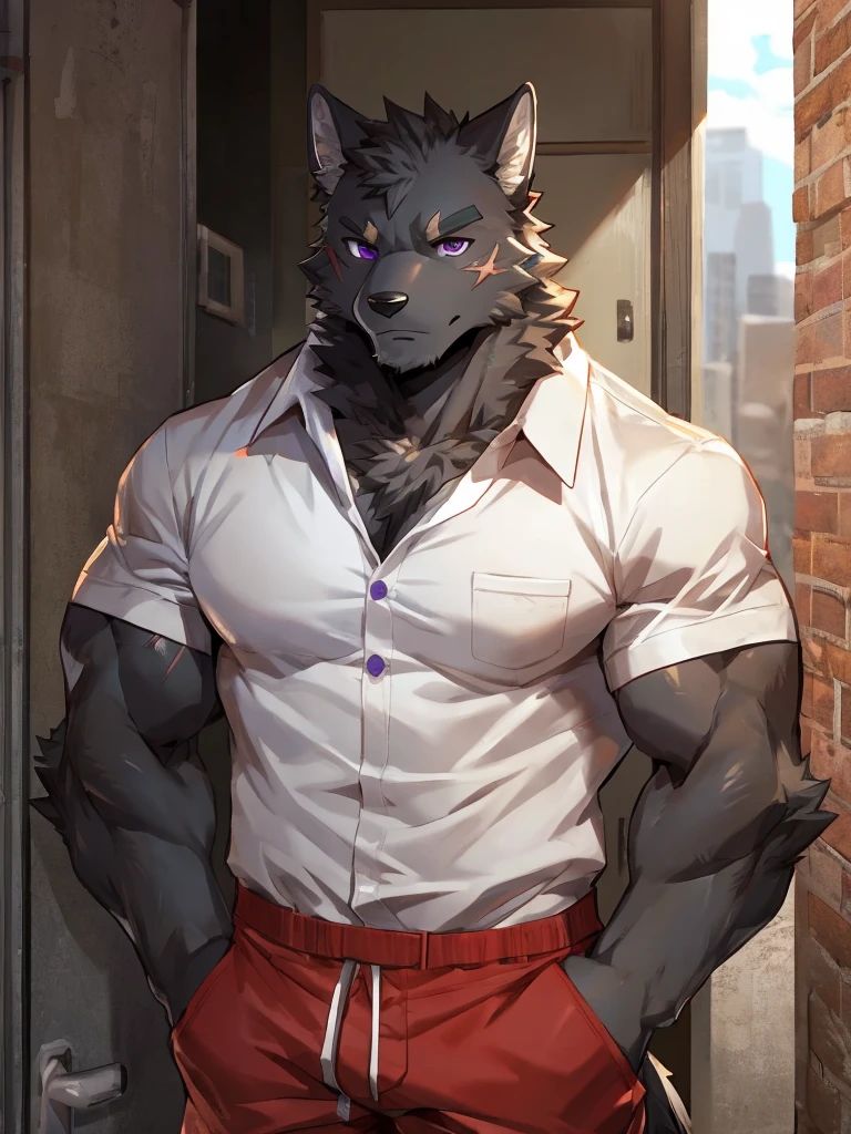 embedding:black wolf, male,purple eyes,Scar on the face, scar on the body,Single person,deliveryman，Standing outside the door,In the corridors,white shirt,Robust,Contempt,With the express box in his hand,The highest quality of scene detail,adult,Tall and powerful,muscle，Best quality hands, best quality eye，detailed fur，Delicate eyes.Extreme picture quality，by sollyz,by zixiong,by milkytiger1145