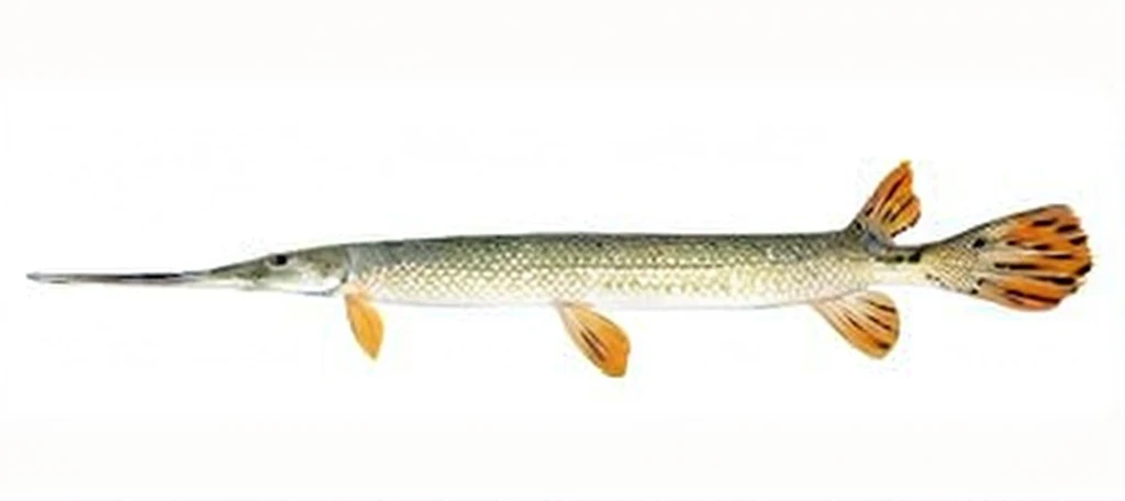 give the fish a woman body and a chef outfit