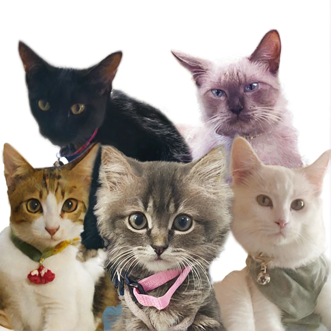 there are four cats that are sitting together in a row, catscatscats, cats, cats! are around, catss, neko, cats , cats cat dreamcats, kittens, pets, cat, cute cats, cat cat dreamcats, cat photo, all looking at camera, cat theme banner, pet, adoptables, meow, pet animal, flower garden plant background