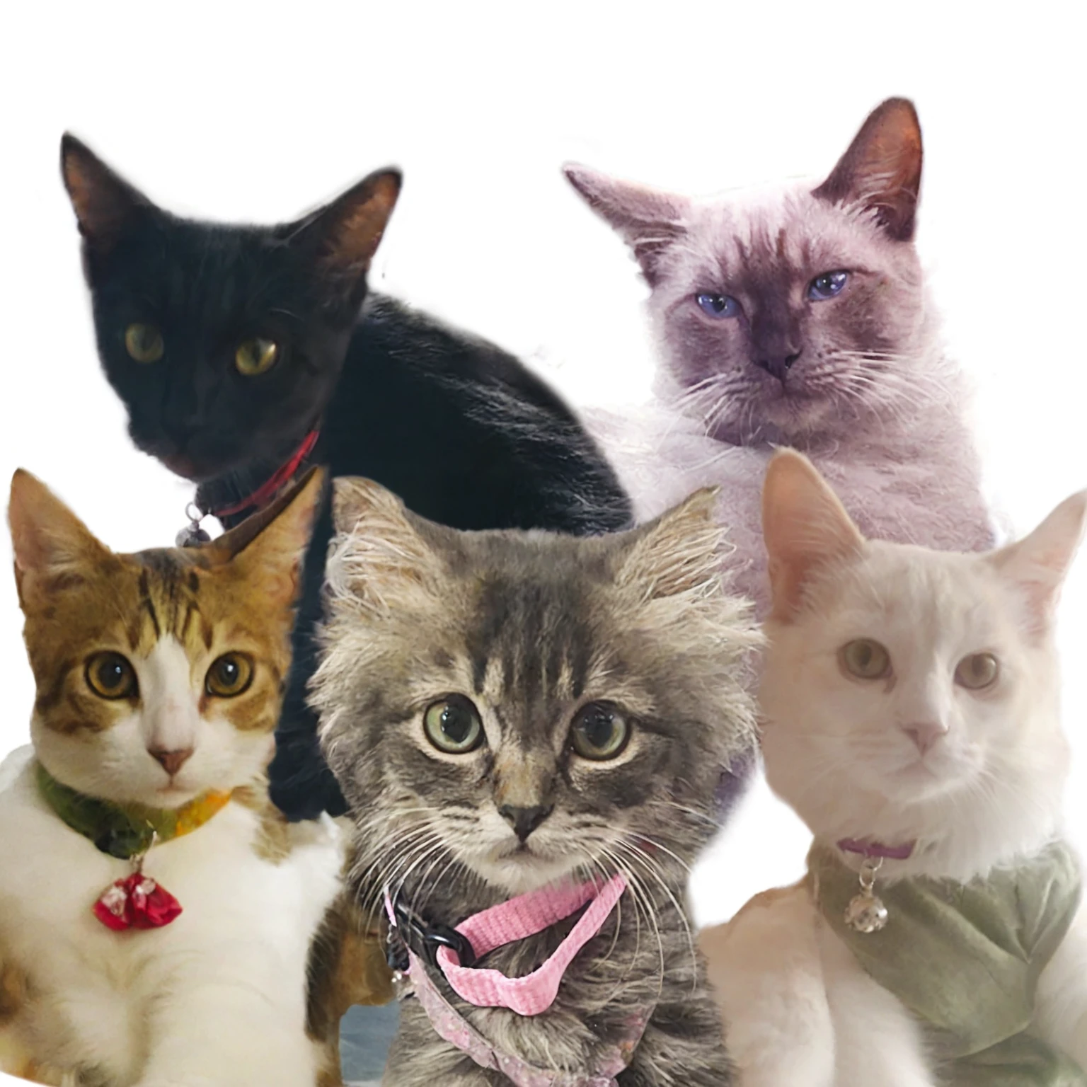 make it selfie cats