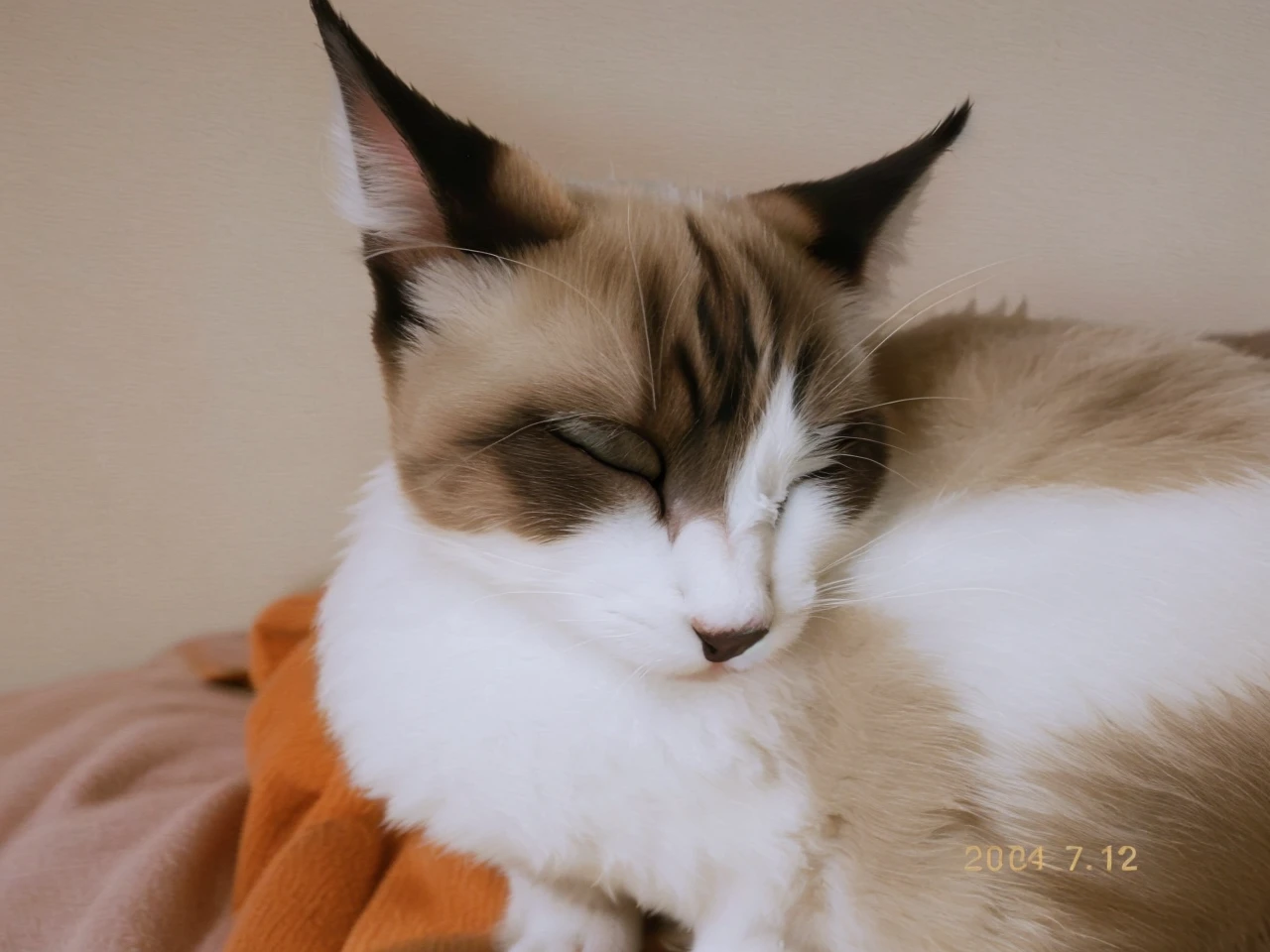 cat sleeping on the prairie.