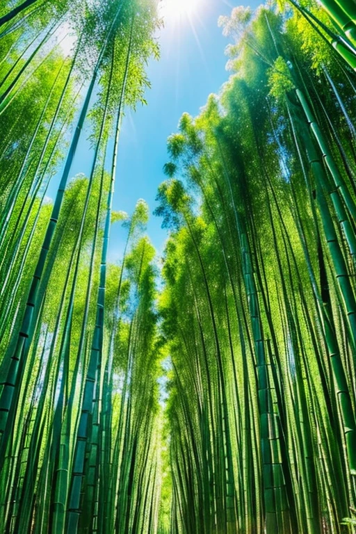 Bamboo forest deep in the mountains