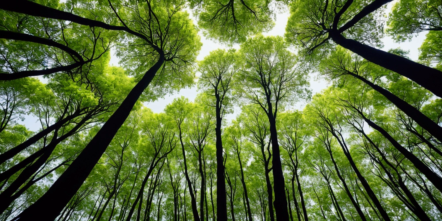 trees that reach the sky