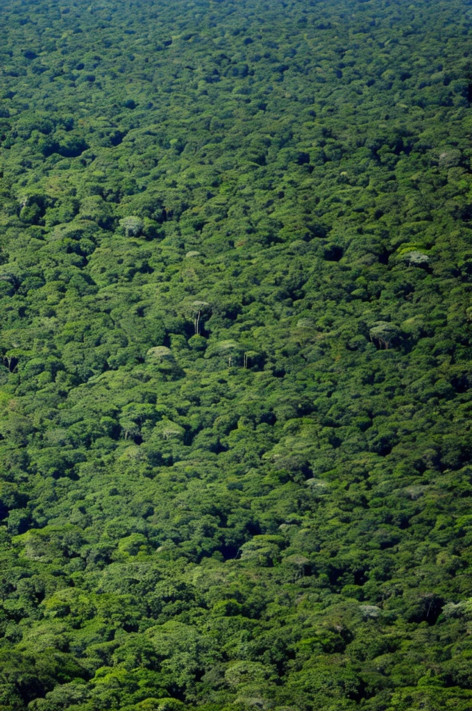 Amazon jungle