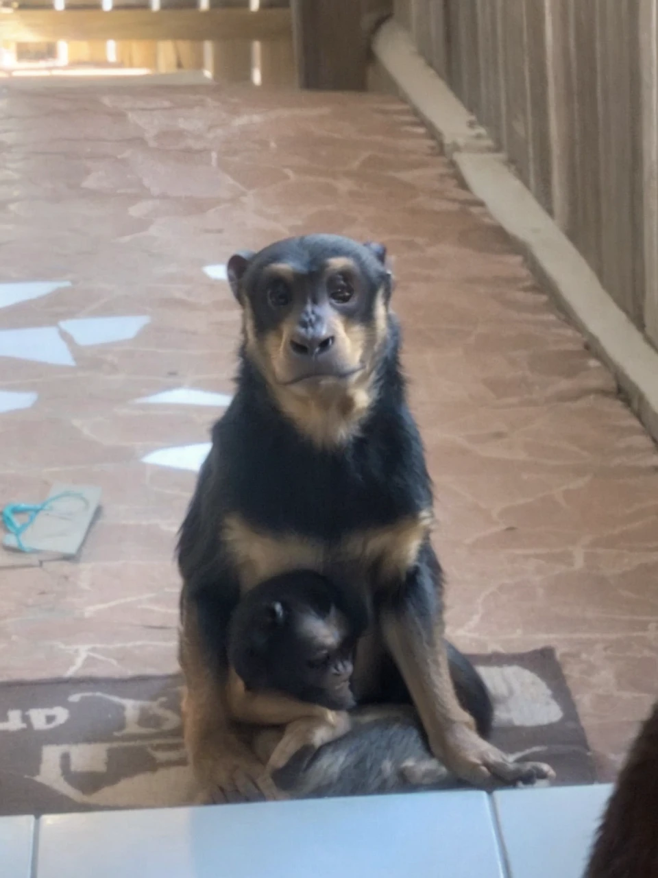 Meerkat and a chimpanzee