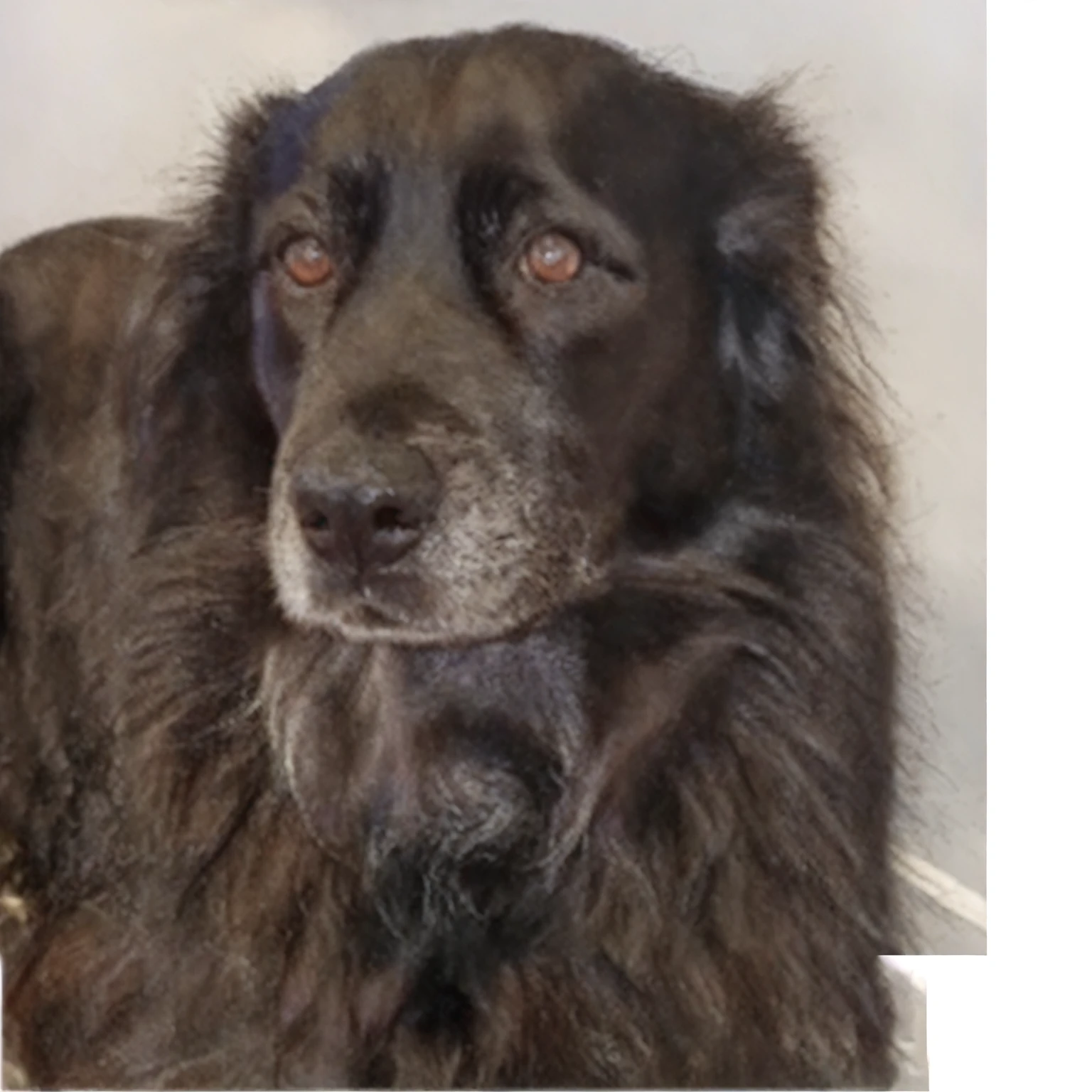 there is a dog that is sitting on the floor, portrait of dog, detailed, illustration