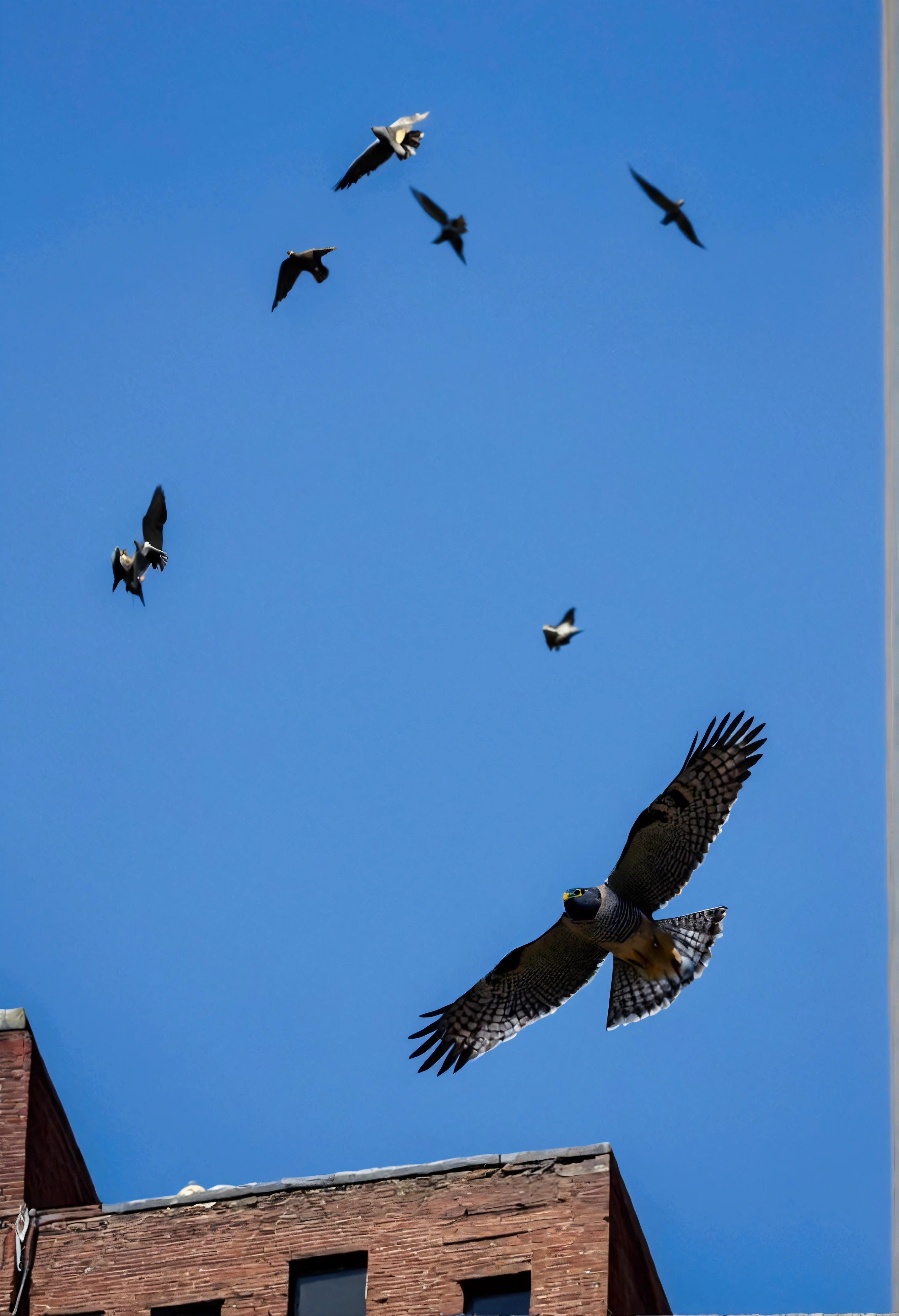 Peregrine hawk hunting pigeons in the skies of New York, image horizontally