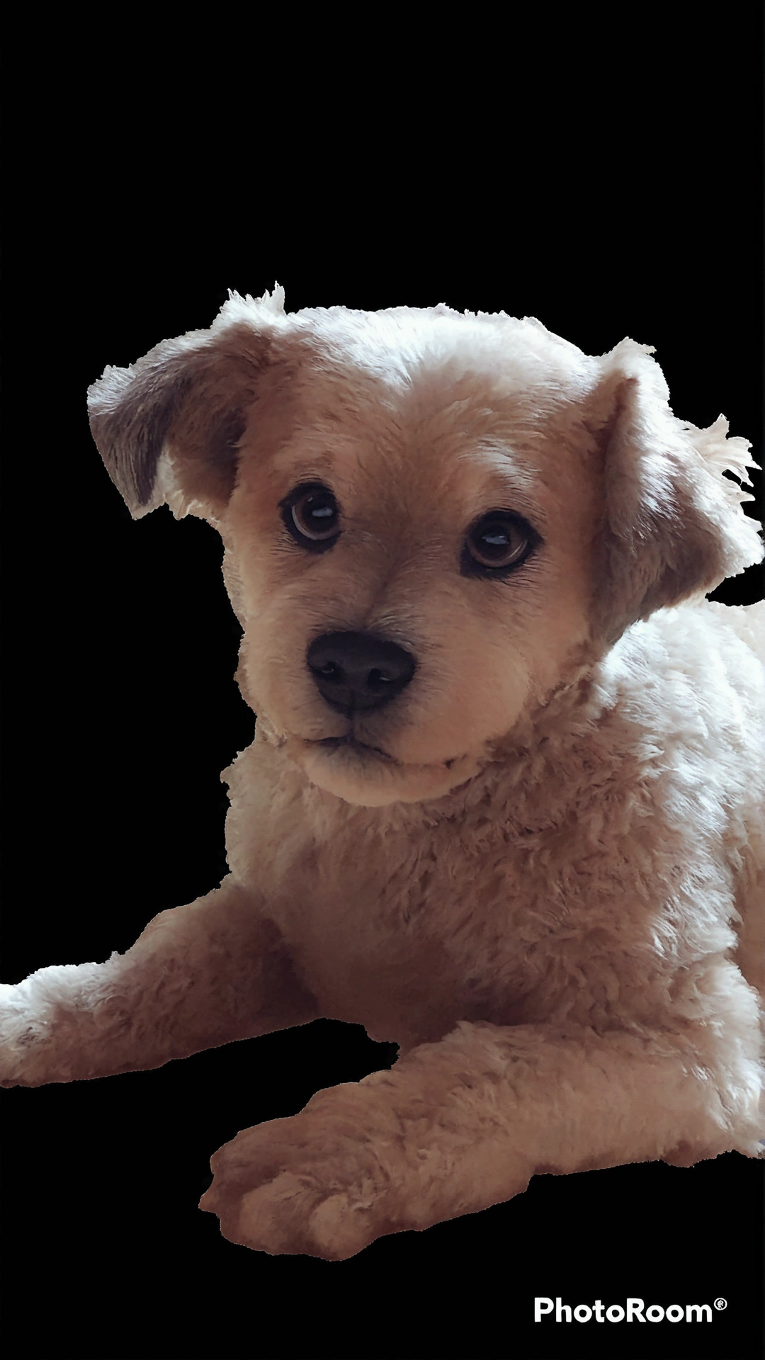 Disney pixar style brown dog with black ears, high qualiy, best qualityer