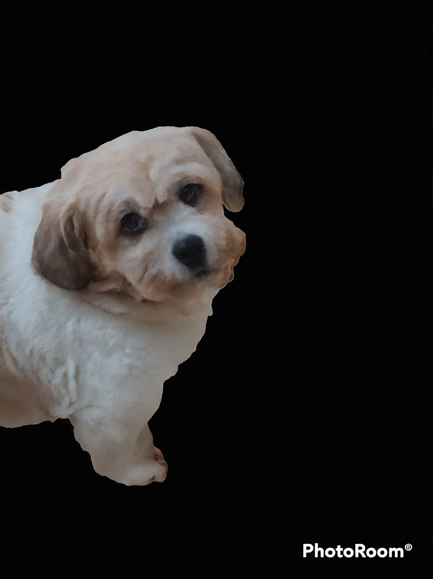 light brown dog with white, velues