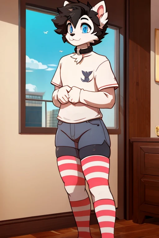Art anime Cartoon digital,furry masculino,beautiful body,Bblack hair,blue colored eyes,light white fur color,cute face,white hairy tail,flushed, penthouse apartment,long pink socks,big-ass, black shorts,short shirt,neck collar,standing 