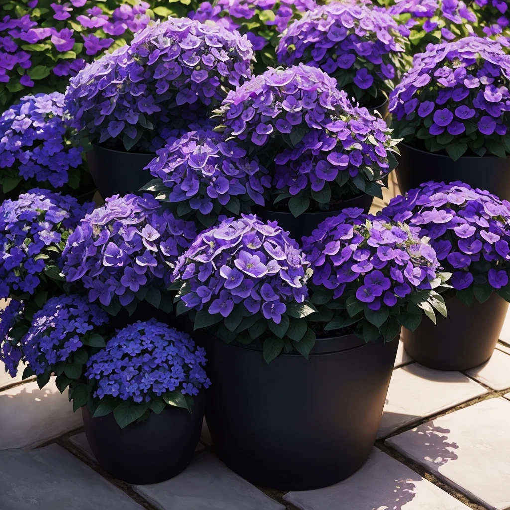 purple flowers in a pot on a patio with a blue planter, a pastel by Ann Thetis Blacker, tumblr, sōsaku hanga, purple foliage, blue and purple plants, dark purple tones, some purple, cobalt coloration, violet, dark purple, purple, purples, purple hues, violet polsangi, second colours - purple