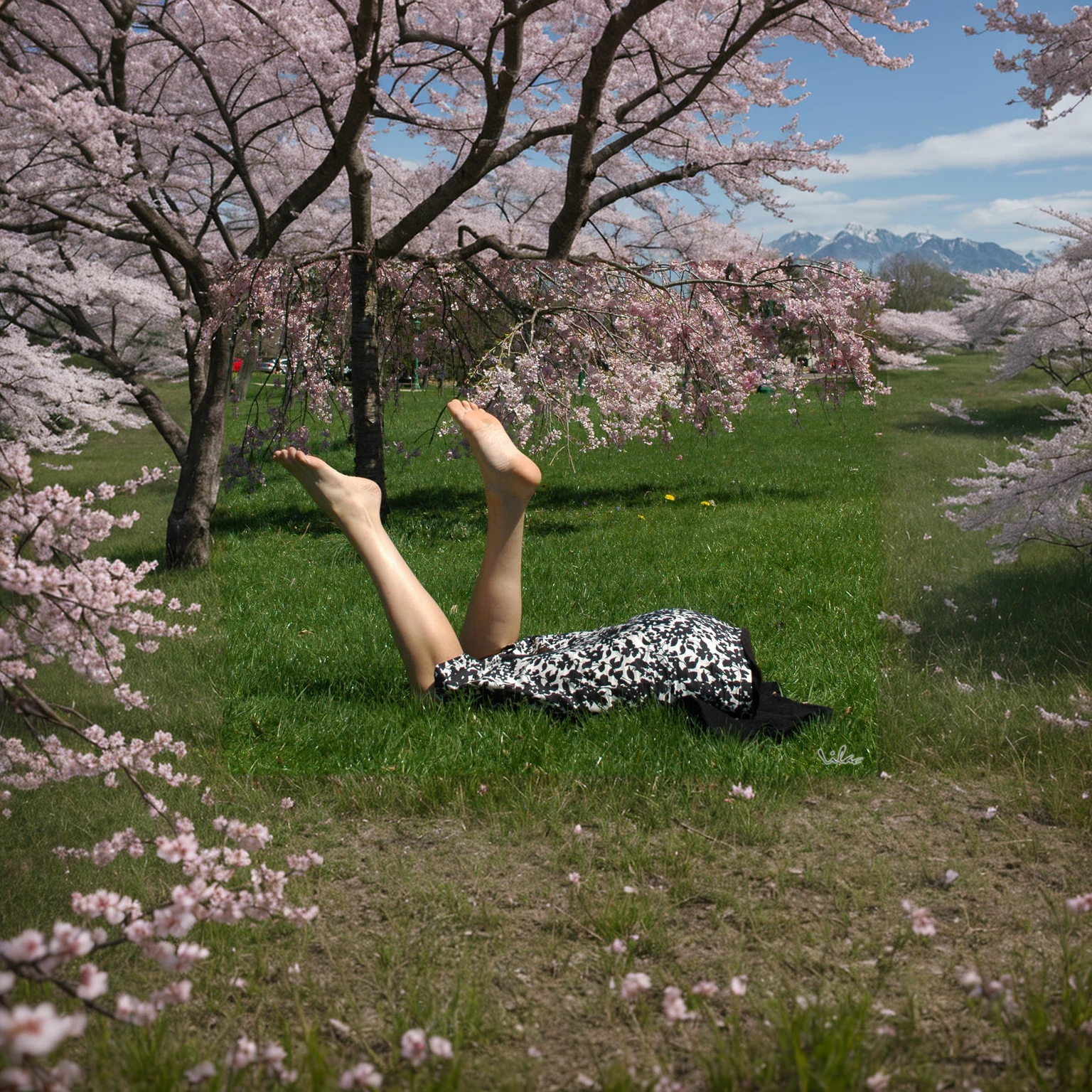 outdoors,cherry blossom,barefoot,bare legs,lower body,multiple legs,disembodied limb,foot focus,grass,