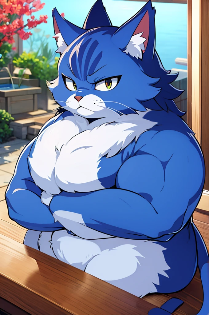 japanese cat, Blue fur, large muscular body,